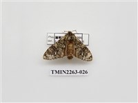 藏品(夙舟蛾屬)的圖片